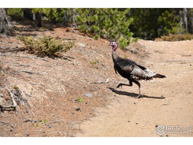 0 Greer Rd unit 966449, Bellvue, CO 80512 - photo 7