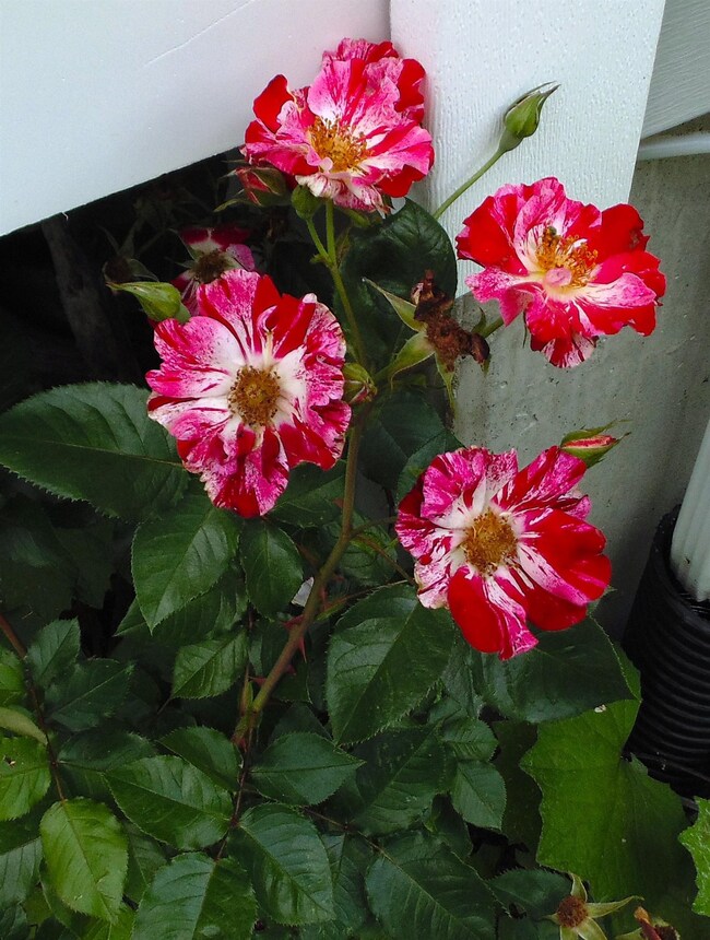 31 Chuck St S, Weare, NH 03281 - photo 3