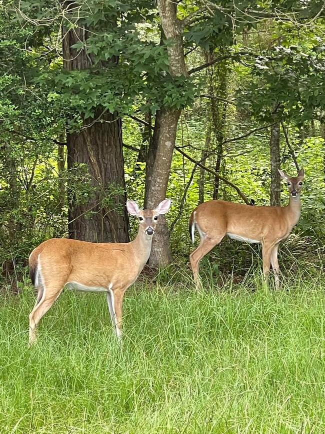 38607 Angel Oaks Dr, Magnolia, TX 77355 - photo 2