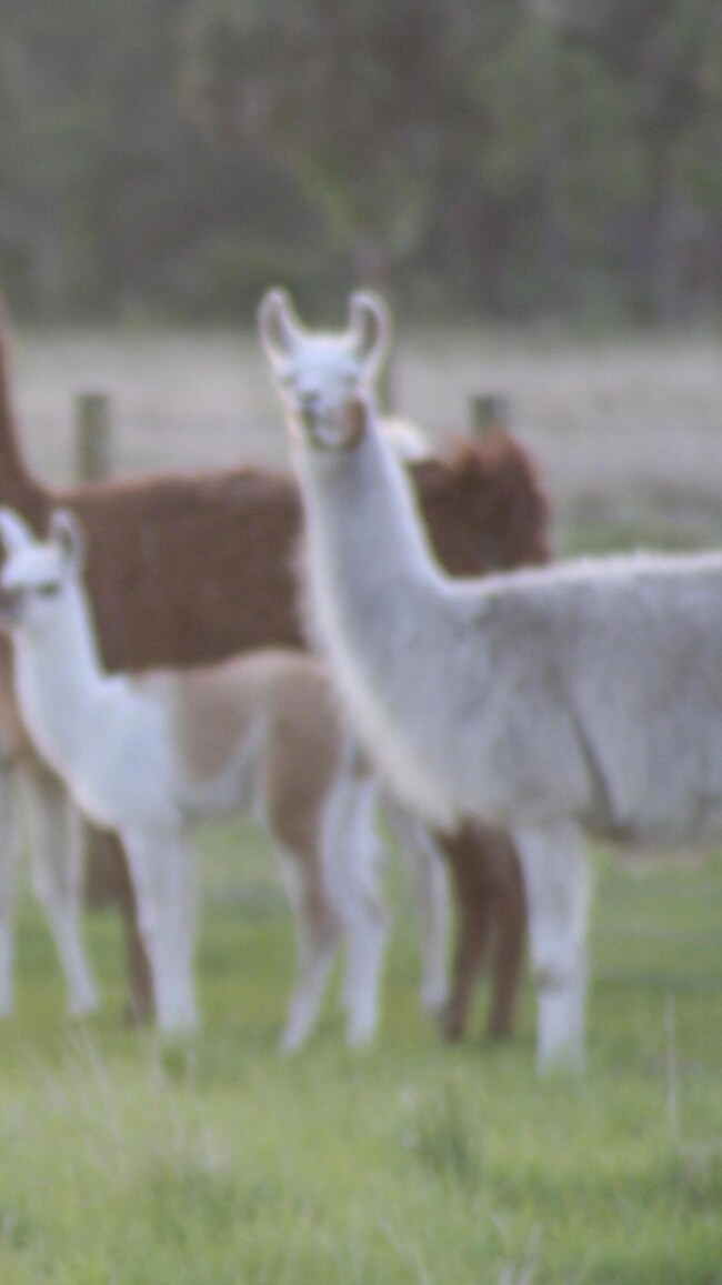 Lamas grazing