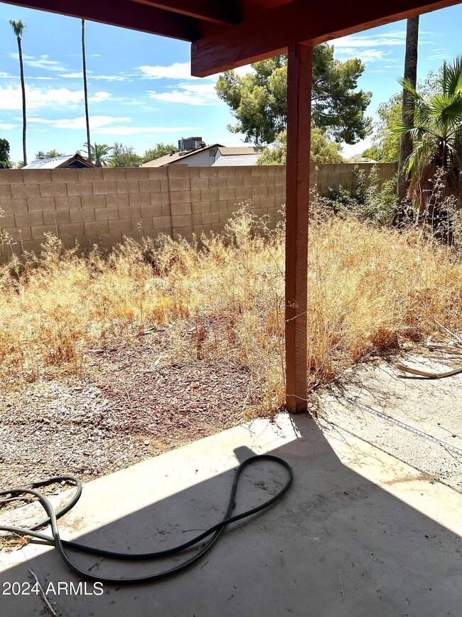 Side Yard Juniper