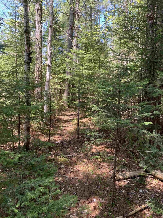 Lot 19 Route 3, Columbia, NH 03576 - photo 6