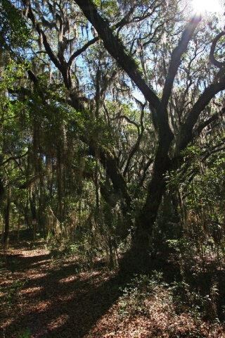 2780 Lawrence Rd, Saint Simons Island, GA 31522 - photo 7