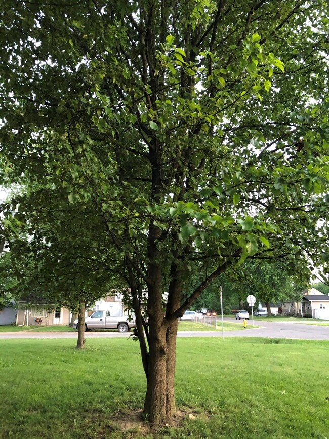 clark - mature tree