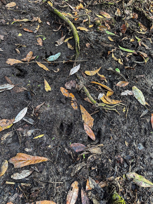 0 Dap Rd E, Big Point, MS 39562 - photo 7