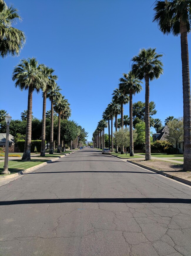 Palm Trees