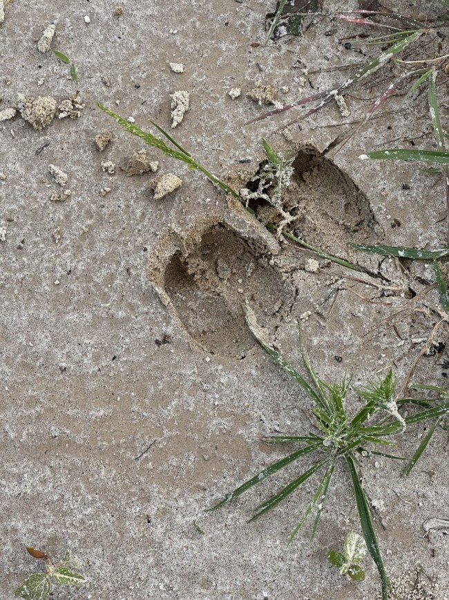 278 Private Road 5787a, Groesbeck, TX 76642 - photo 6