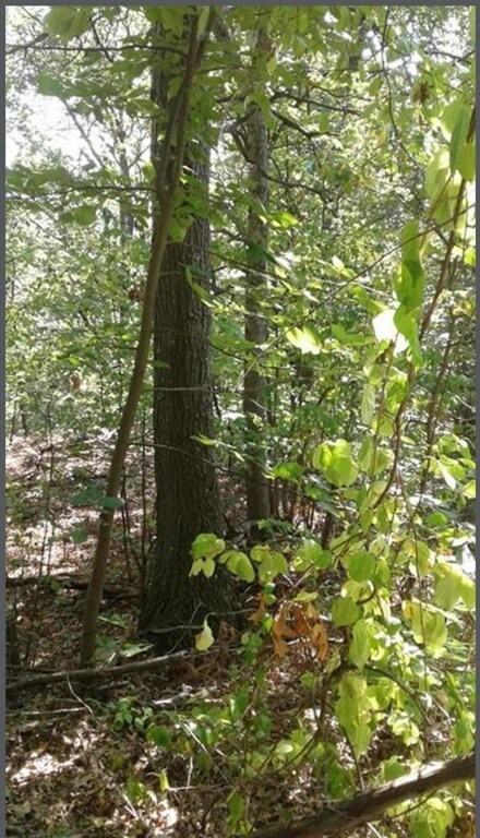 0 & 56 &60 Wauwinet, Worcester, MA 01605 - photo 3