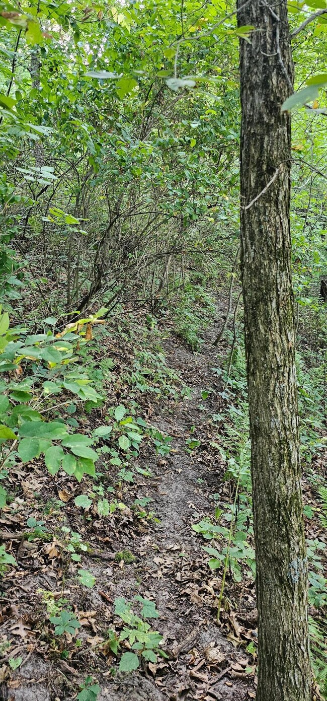 TBD Village Rd, City of Rushford Village, MN 55971 - photo 6