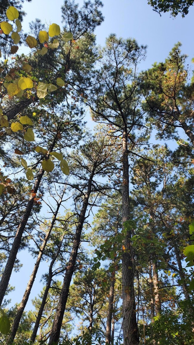 Tall Pines