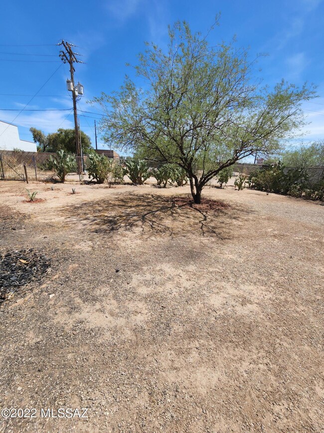 Back Yard 1
