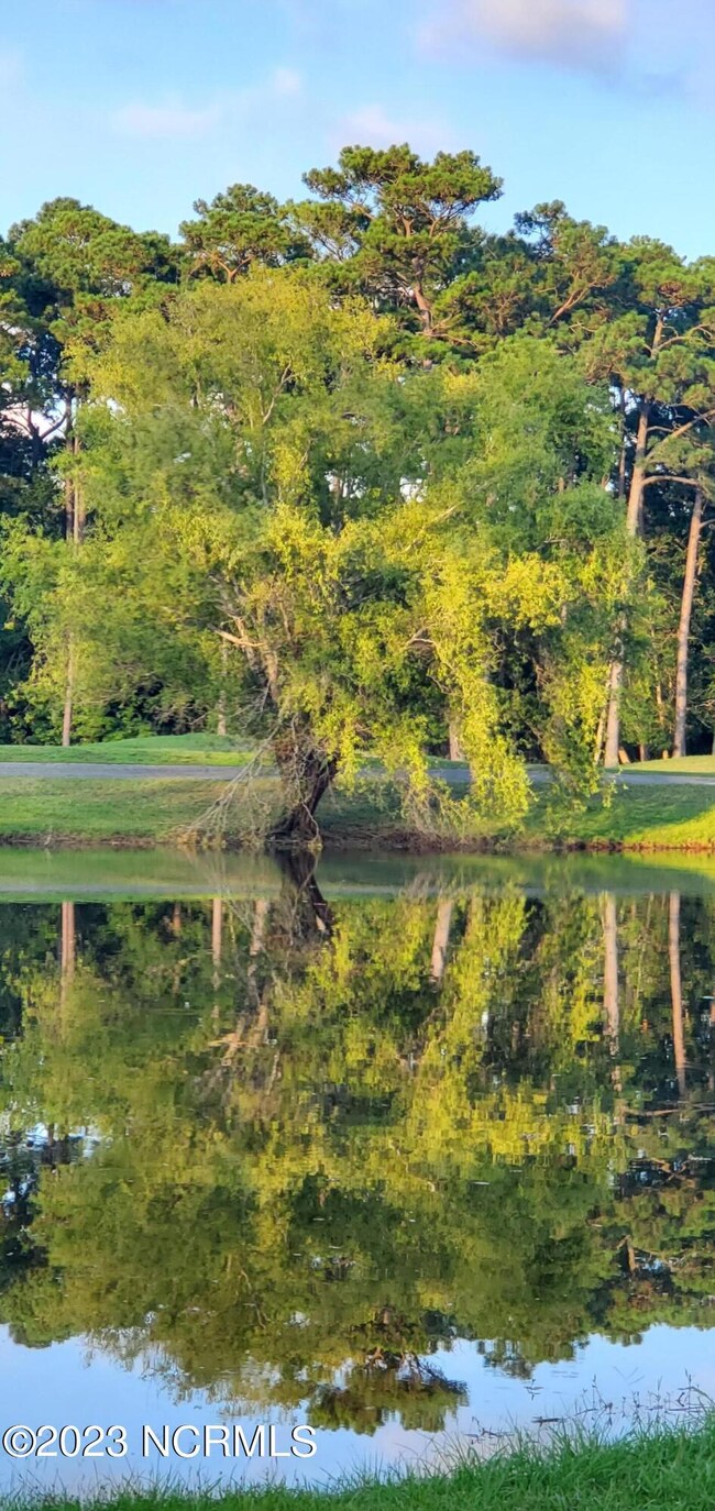 tree reflection in water Brick Landing