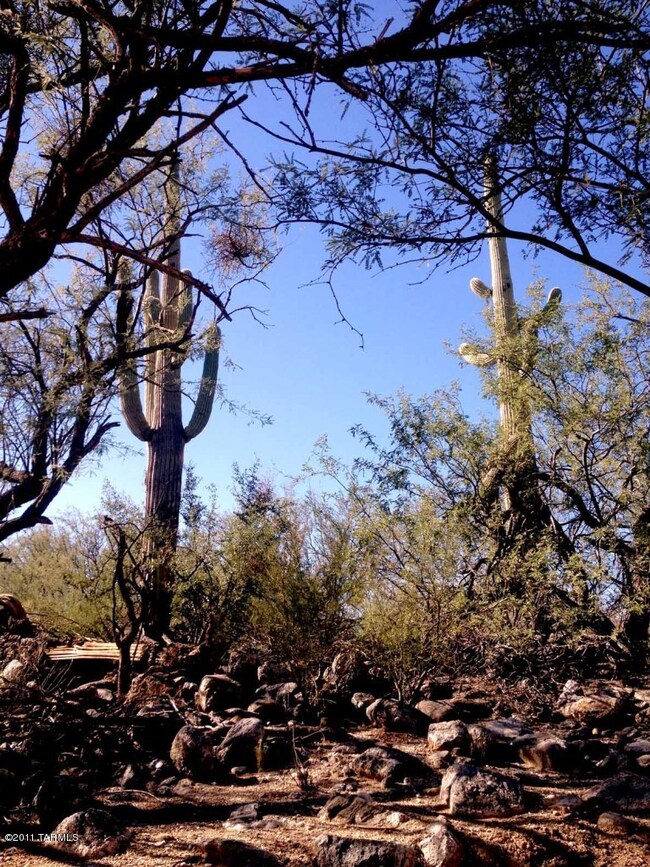 Majestic Saguaros