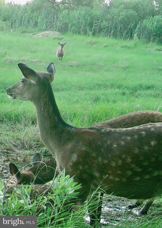 2257 Wingate Bishops Head Rd, Wingate, MD 21675 - photo 3