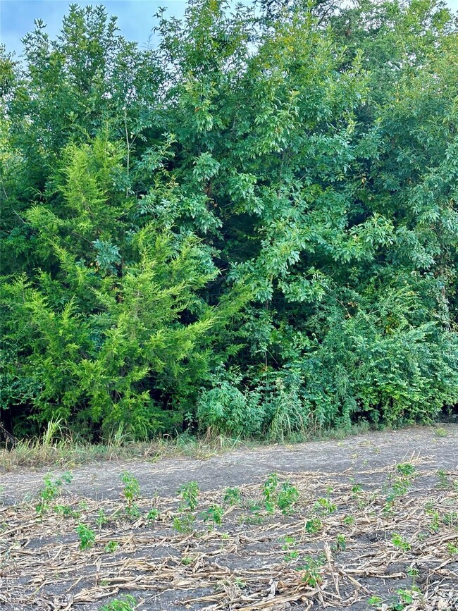 Timber