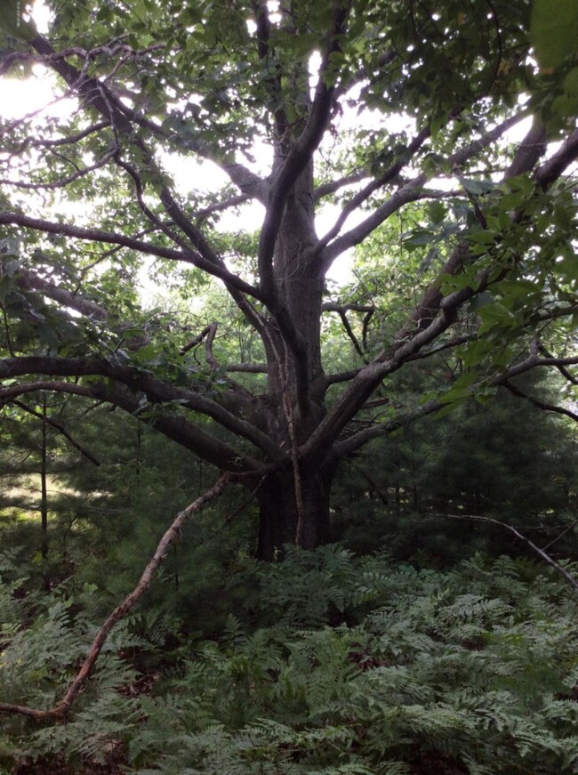Beautiful tree bordering property