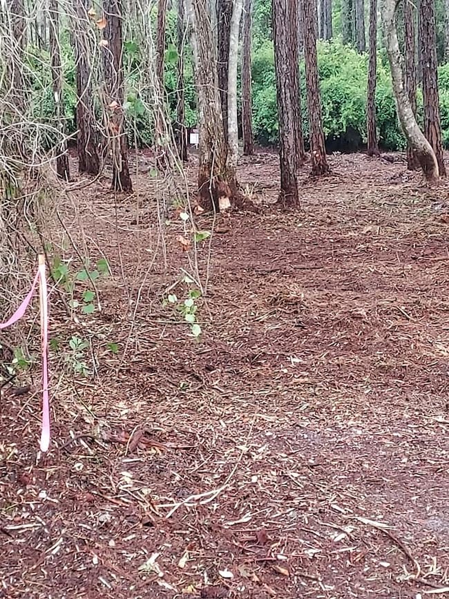 164 Royal Tern Way, Carrabelle, FL 32333 - photo 4