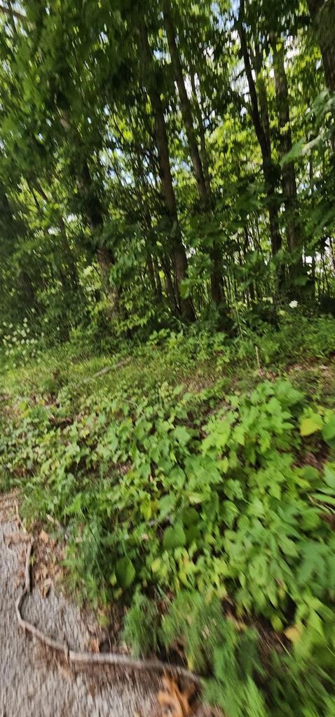 0 Yellow Cliff Rd unit 237124, Jamestown, TN 38556 - photo 7