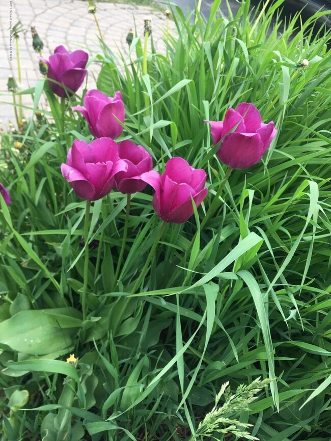 Front Yard Flowers