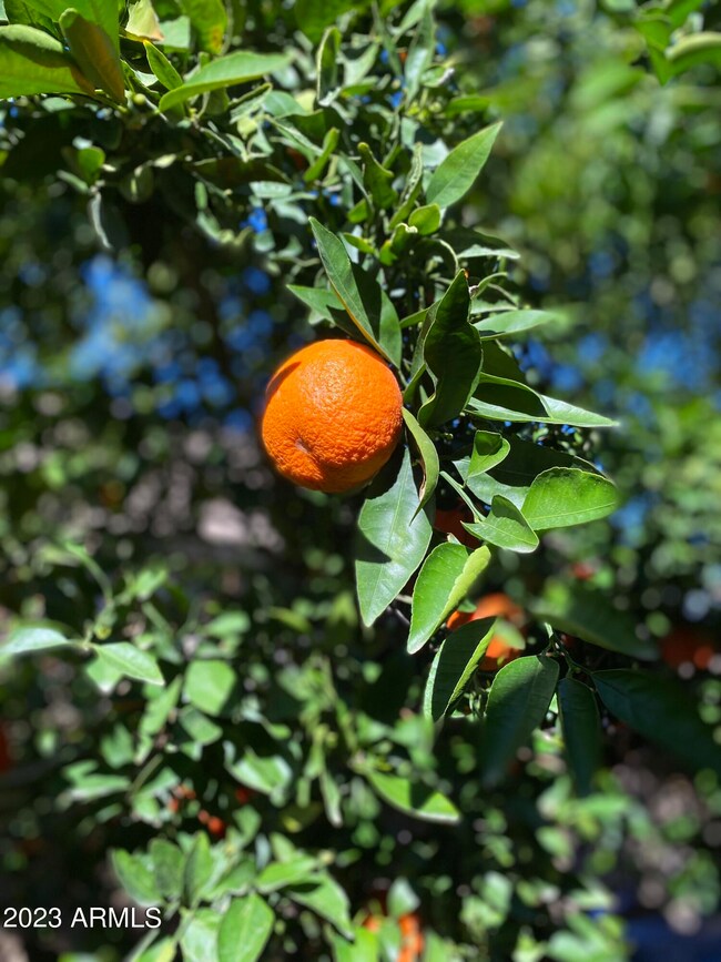 Mature Sweet Orange Tree