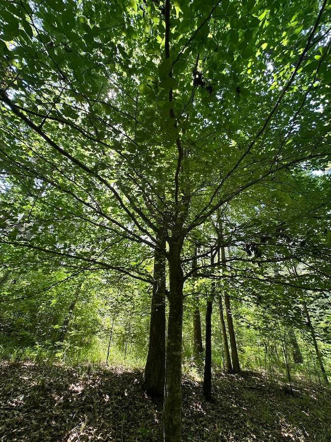 Lot 11 S Pointe Ct, Tignall, GA 30668 - photo 3