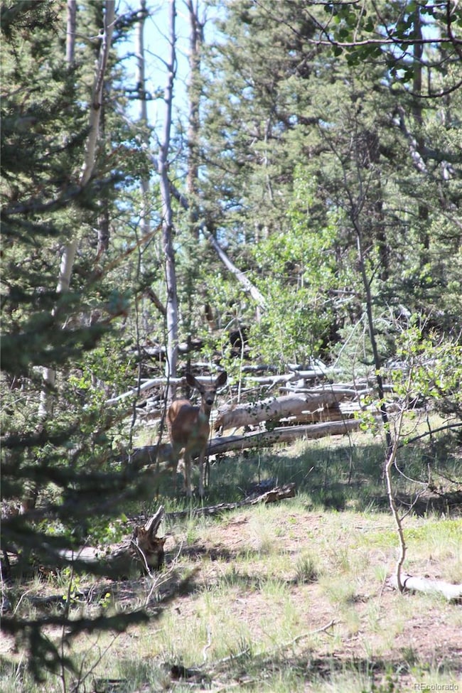 102 Kiwi Ct, Jefferson, CO 80456 - photo 7