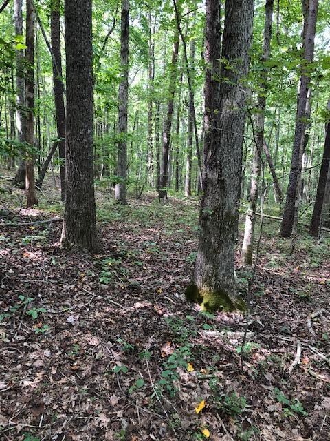 Heavily Wooded
