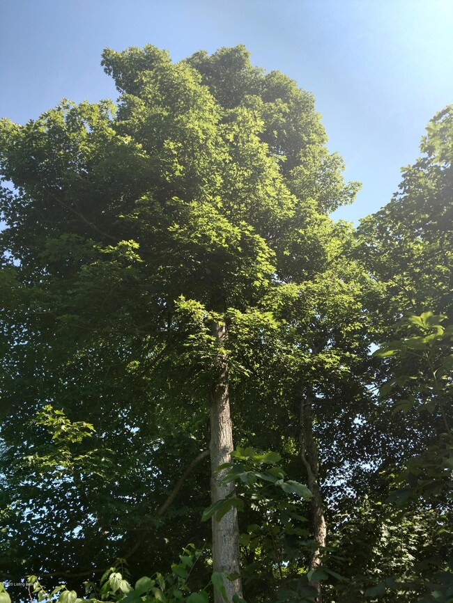 5 S Majors Rd, Saluda Township, IN 47243 - photo 4