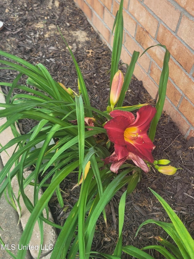 Walkway Garden &Flowers