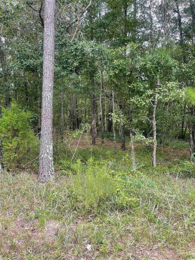 Tr 2 Hampton Rd, Conway, SC 29527 - photo 7