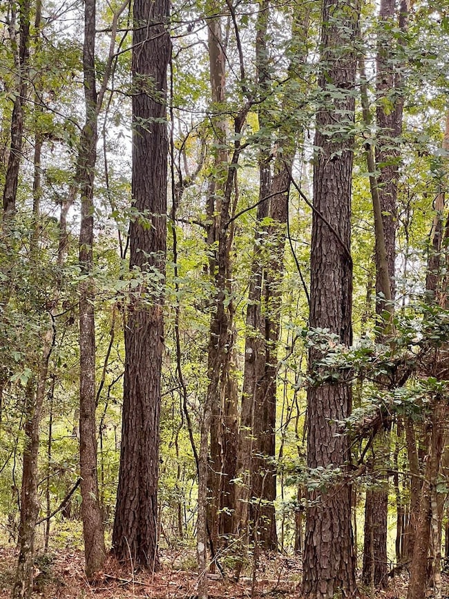 Highway 33, Crosby, MS 39633 - photo 6