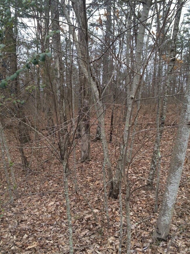 Bobcat Trail 05