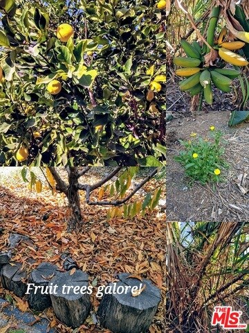 Avocado, orange, banana, sugar cane, come and see what else!