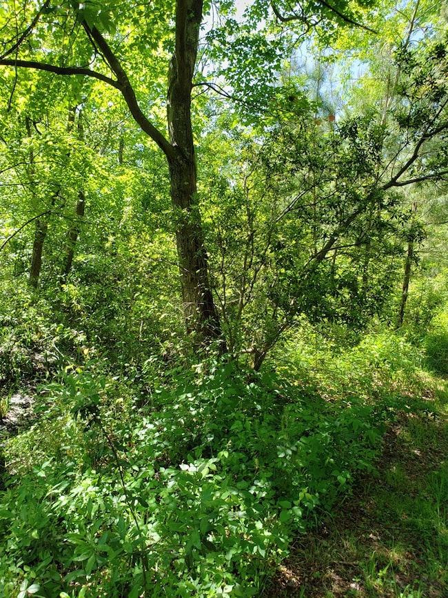 Woods