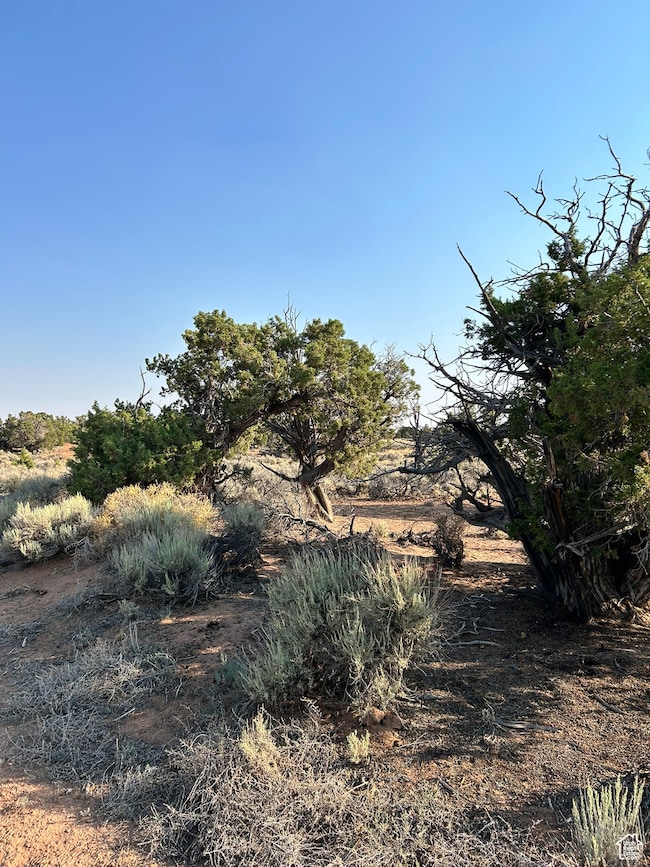 View of undeveloped land