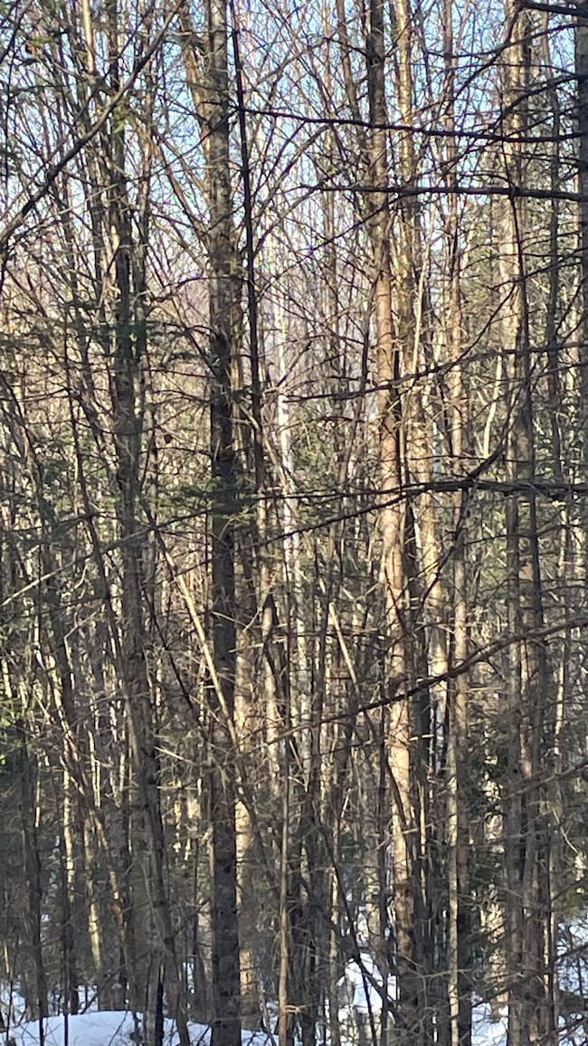 361 Old Franconia Rd, Bethlehem, NH 03574 - photo 3