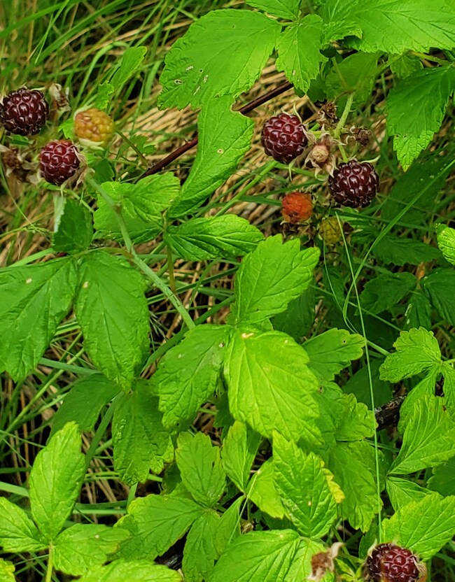 Wineberries