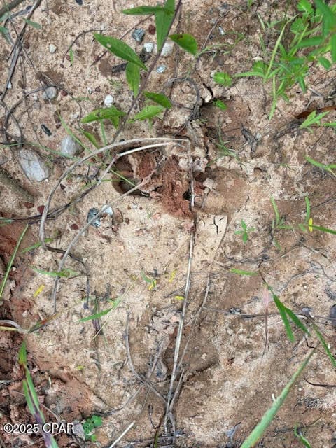 0 Pt Milligan Rd unit 778755, Quincy, FL o - photo 4