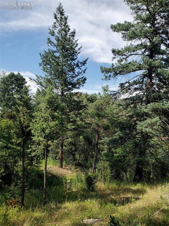 Conifers of several kinds reaching over 100 feet i