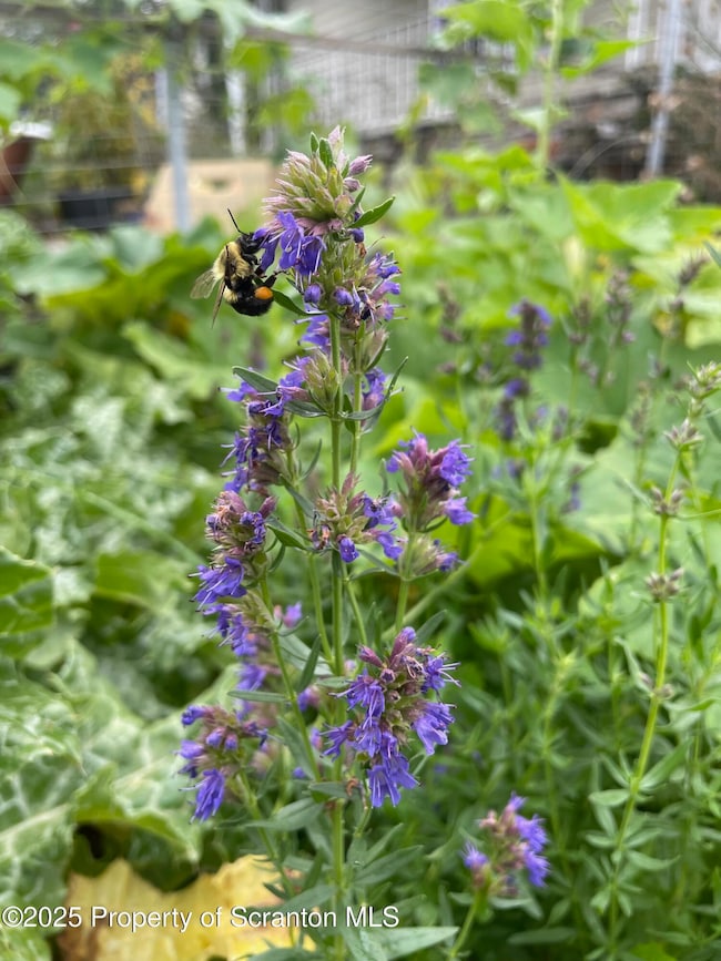 910 Bernard Ave, South Abington Township, PA 18411 - photo 2