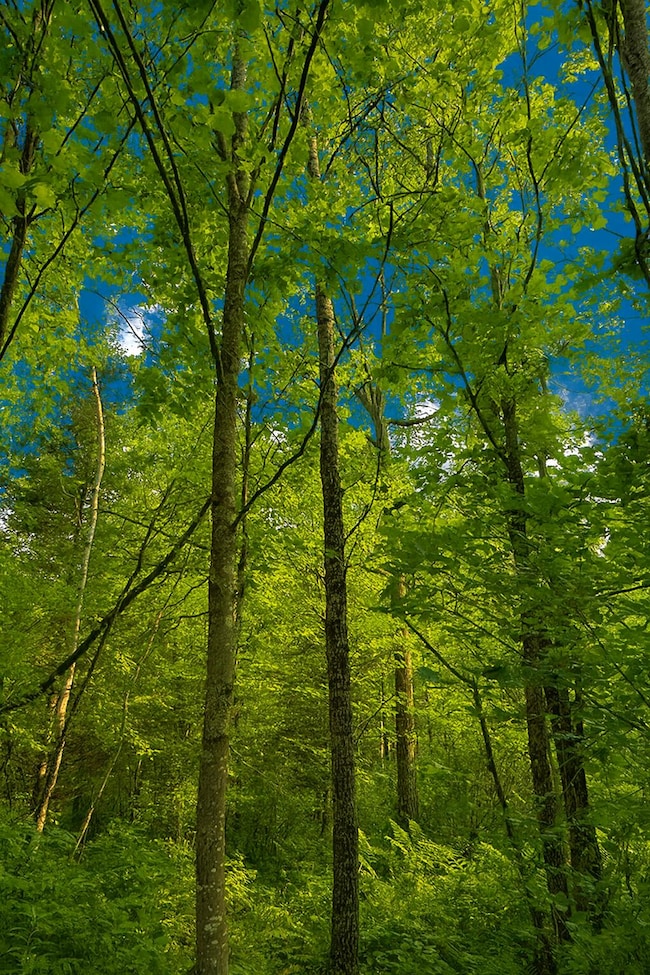 Lot 1 Cth C, Couderay, WI 54835 - photo 7