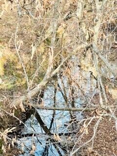 Creek view