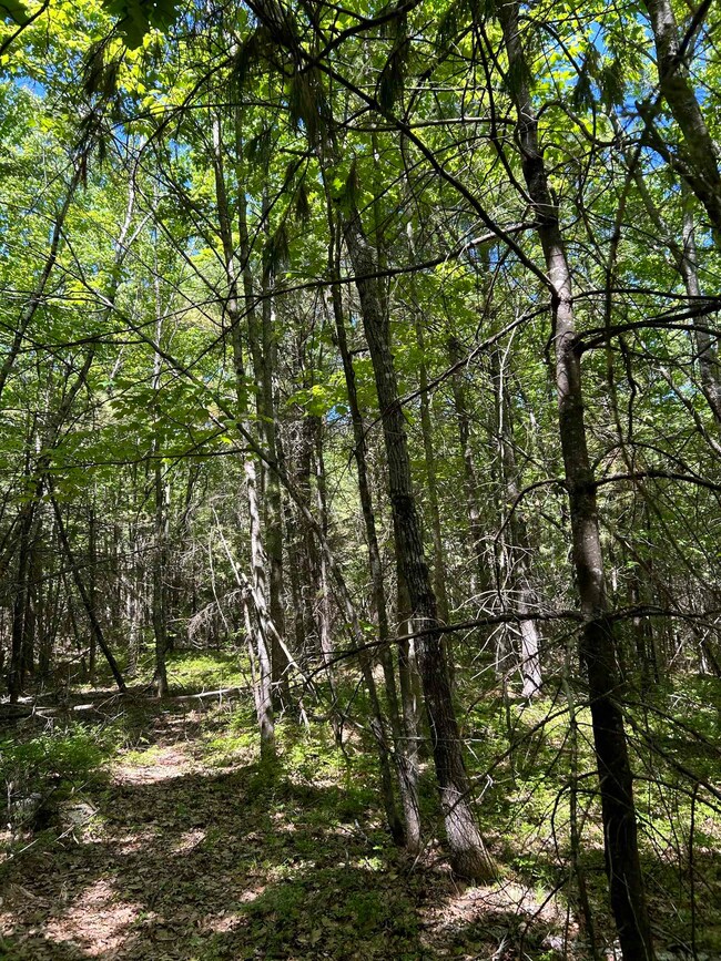 103 Ford Farm Rd, Milton, NH 03851 - photo 5