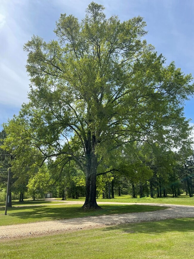 226 Bulter St, McCall Creek, MS 39647 - photo 4