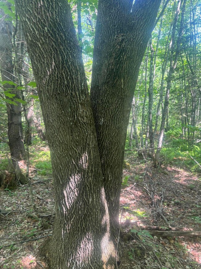 Lot10 Gray, Harmony, ME 04942 - photo 4