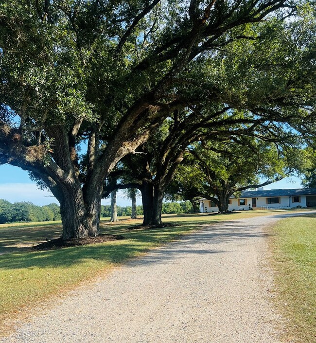 Beautiful oaks lining your drive way