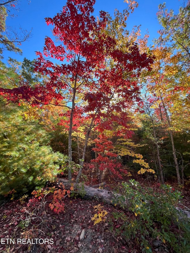 101 Cherokee Path, Tellico Plains, TN 37385 - photo 4