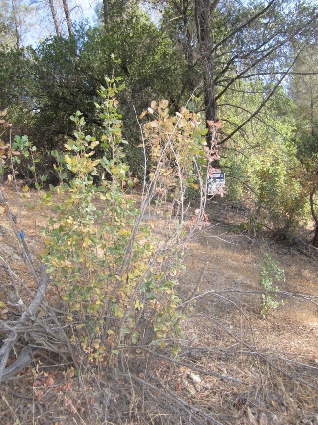 parcel 9 Broken Branch Tr, Redding, CA 96003 - photo 4