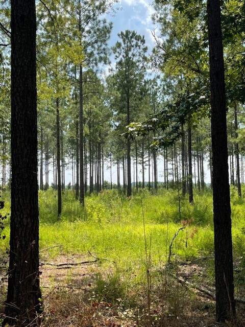 TBD Plat E1171-8, Summerton, SC 29148 - photo 5