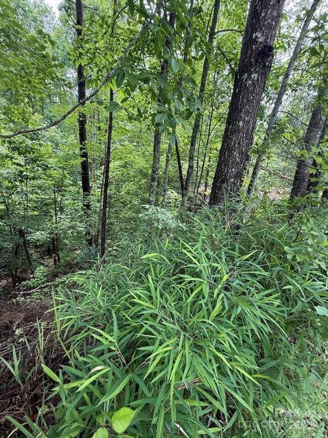 Wooded lot, with slope to creek
